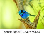 Variegated fairy wren, Malurus splendens, on a tree with blurred green nature background. Desert Park at Alice Springs, MacDonnell Ranges in Northern Territory, Central Australia.