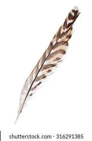 Variegated Falcon Feather Isolated On White Background