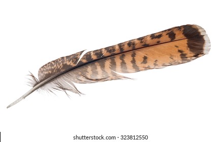 Variegated Falcon Feather Isolated On White Stock Photo 323812550 ...