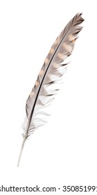 Variegated Falcon Feather Isolated On White Background