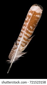 35,727 Brown falcon feather Images, Stock Photos & Vectors | Shutterstock