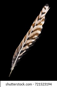 Variegated Falcon Feather Isolated On Black Background