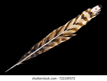 Variegated Falcon Feather Isolated On Black Background