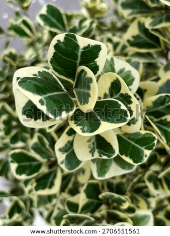 Variegated Ficus Triangularis – Close-up macro of tropical leaf with green and cream variegation, highlighting vein texture.