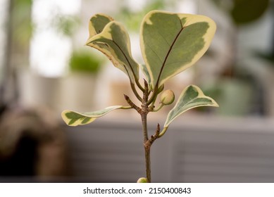 Variegated Ficus With White Triangular Leaves Blooms With Balls In The Spring At Home In A Pot