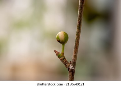 Variegated Ficus With White Triangular Leaves Blooms With Balls In The Spring At Home In A Pot