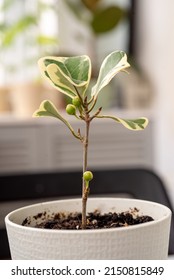 Variegated Ficus With White Triangular Leaves Blooms With Balls In The Spring At Home In A Pot