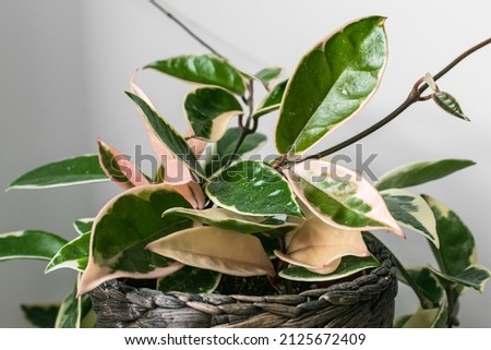Variegated foliage of hoya carnosa variegata 