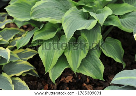 Variegated hosta Andy Murray grows on an exhibition in May 2016