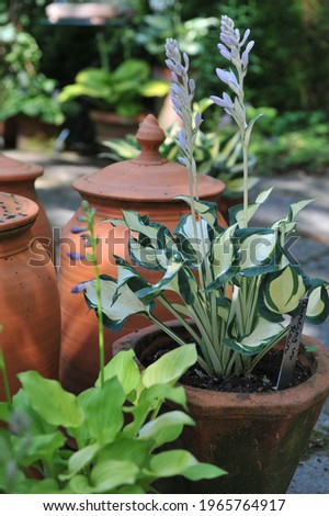 Variegated hosta Dancing in the Rain grows on in a terra cotta pot in a garden in July