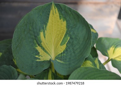 Variegated Hosta Dream Weaver With Large Bluish-green Leaves With A Central Streak Of Creamy Pale Yellow Grows In A Garden In April