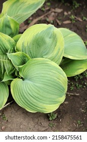 Variegated Hosta Leaf Growing In Garden