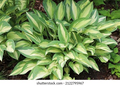 A Variegated Hosta Plant Growing In The Garden