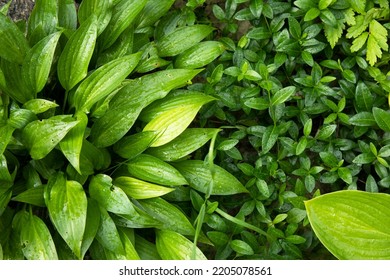 A Variegated Hosta Plant Growing In The Garden