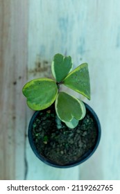 Variegated Hoya Kerrii Heart Shaped Leaves