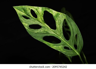 Variegated Leaf Of Monstera Adansonii 