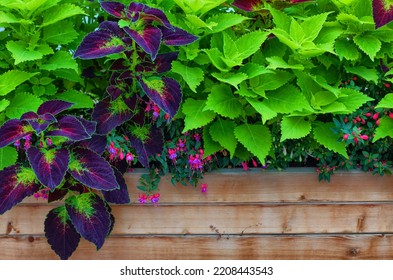 Variegated Leaves Of Coleus Scutellarioides