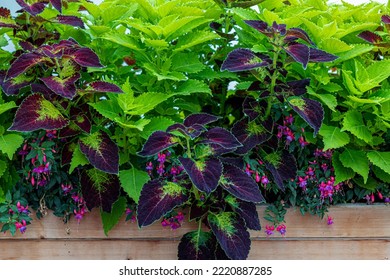 Variegated Leaves Of Coleus Scutellarioides