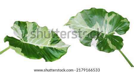 Variegated Leaves of Elephant Ear Plant Isolated on White Background 