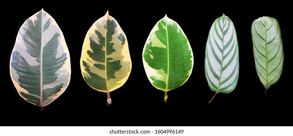 Variegated leaves of Ficus benjamina and maranta leaves isolated on black background, tropical set.