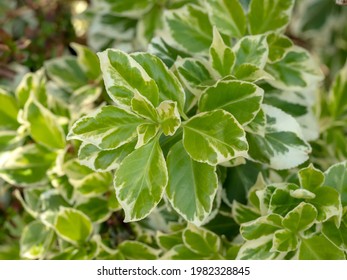 Variegated leaves of a Japanese spindle tree
