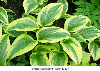 Variegated Liberty Hosta