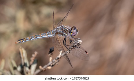 Variegated Meadowhawk In The Tijuana River National Estuarine Research Reserve. 