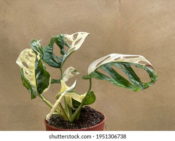 Variegated Monstera Adansonii  Monstera Archipelago