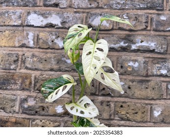 Variegated Monstera Adansonii - Archipelago - Rare Plant