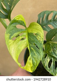 Variegated Monstera Adansonii Aurea Plant