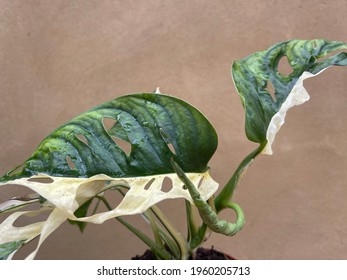 Variegated Monstera Adansonii  Plant Rare Aroid