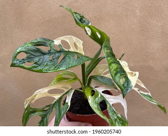 Variegated Monstera Adansonii  Plant Rare Aroid