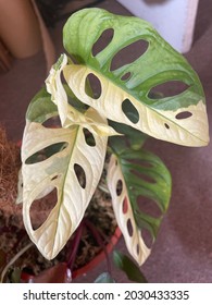 Variegated Monstera Adansonii Rare Plant