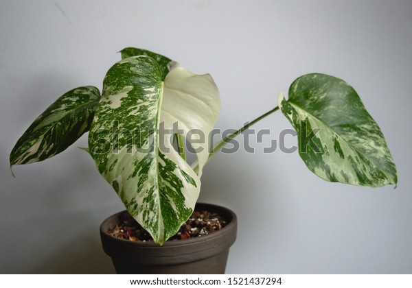 Monstera Deliciosa Variegated Thai Constellation Variegated
