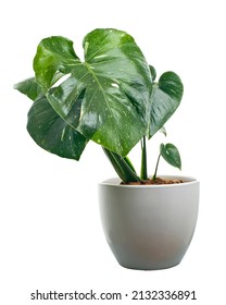 Variegated Monstera plant in white pot, Monstera Thai Constellation, isolated on white background, with clipping path  - Shutterstock ID 2132336891