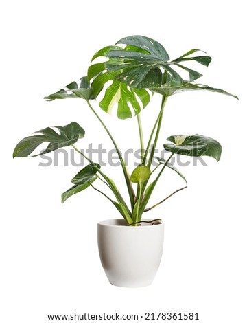 Variegated Monstera plant in white pot, Monstera Thai Constellation, isolated on white background, with clipping path 