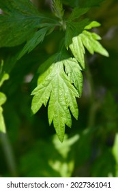 Variegated mugwort Oriental Limelight leaves - Latin name - Artemisia vulgaris Oriental Limelight