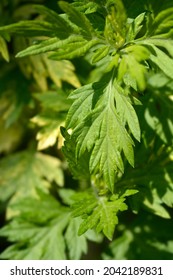 Variegated mugwort Oriental Limelight leaves - Latin name - Artemisia vulgaris Oriental Limelight