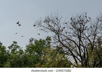 Variegated Pigeon Or Dove Bathe Fly And Stand On The Branch Trees, Sofia, Bulgaria  