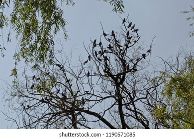 Variegated Pigeon Or Dove Bathe Fly And Stand On The Branch Trees, Sofia, Bulgaria  