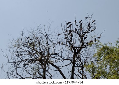 Variegated Pigeon Or Dove Bathe Fly And Stand On The Branch Trees, Sofia, Bulgaria 