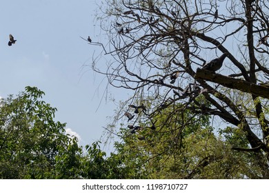 Variegated Pigeon Or Dove Bathe Fly And Stand On The Branch Trees, Sofia, Bulgaria  