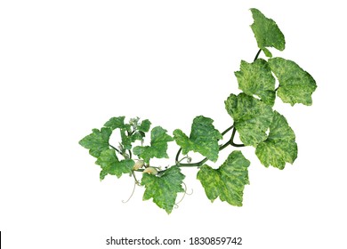 Variegated pumpkin leaves hanging vine plant with flowers and tendrils isolated on white background, clipping path included.	 - Powered by Shutterstock