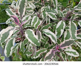 Variegated Purple, Green And White Sage Plant