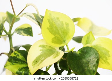 Variegated Raindrop Plant (Peperomia Polybotrya) Is A Good Houseplant 