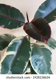 Variegated Rubber Plant. Ficus Elastic Variegata. Rubber Tree