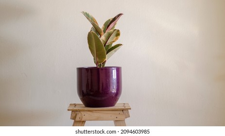 Variegated Rubber Tree In A Decorative Pot