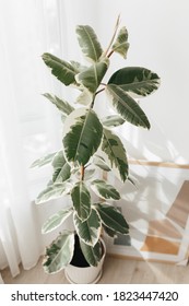 Variegated Rubber Tree Plant, Variegata Ficus Elastica. House Plants Indoor, Big Indoor Plants