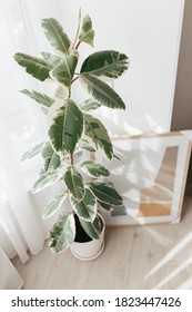 Variegated Rubber Tree Plant, Variegata Ficus Elastica. House Plants Indoor, Big Indoor Plants