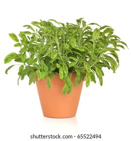 Variegated Sage Herb Plant Growing In A Terracotta Pot Isolated Over White Background. Salvia.